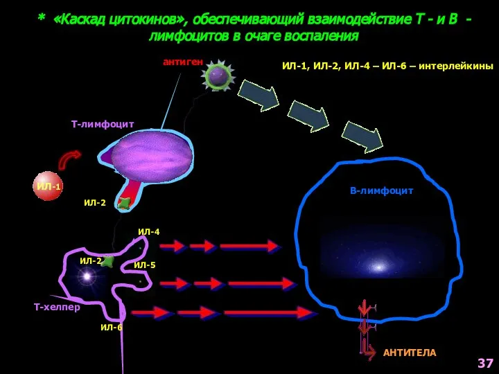 * «Каскад цитокинов», обеспечивающий взаимодействие Т - и В - лимфоцитов