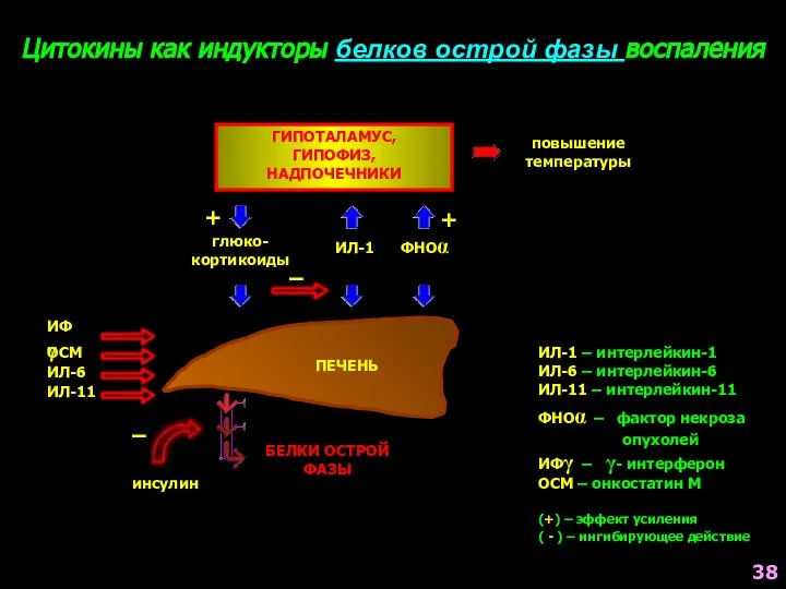 Цитокины как индукторы белков острой фазы воспаления ПЕЧЕНЬ ИЛ-1 – интерлейкин-1