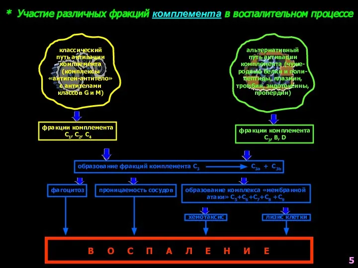 * Участие различных фракций комплемента в воспалительном процессе альтернативный путь активации