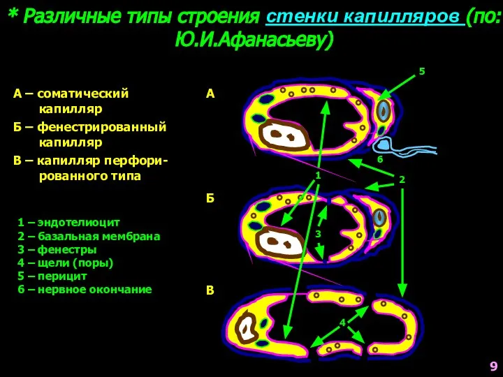 * Различные типы строения стенки капилляров (по: Ю.И.Афанасьеву) А А –