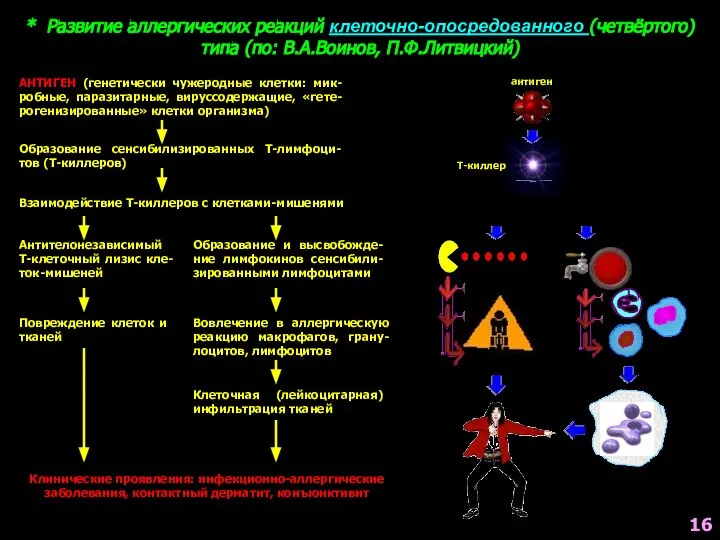 * Развитие аллергических реакций клеточно-опосредованного (четвёртого) типа (по: В.А.Воинов, П.Ф.Литвицкий) АНТИГЕН