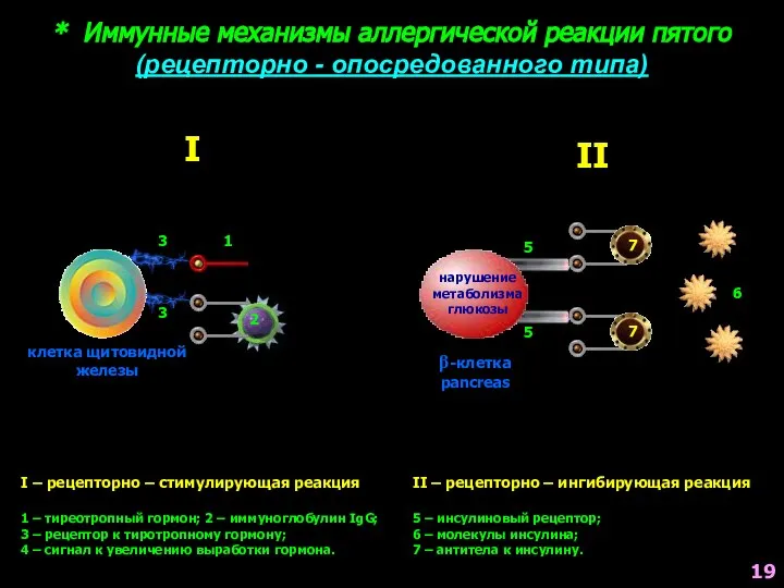 * Иммунные механизмы аллергической реакции пятого (рецепторно - опосредованного типа) I