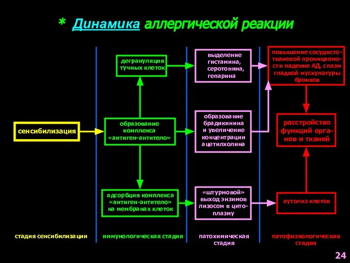 * Динамика аллергической реакции сенсибилизация стадия сенсибилизации образование комплекса «антиген-антитело» дегрануляция