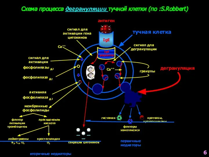 Схема процесса дегрануляции тучной клетки (по :S.Robbert) антиген IgE IgE рецептор