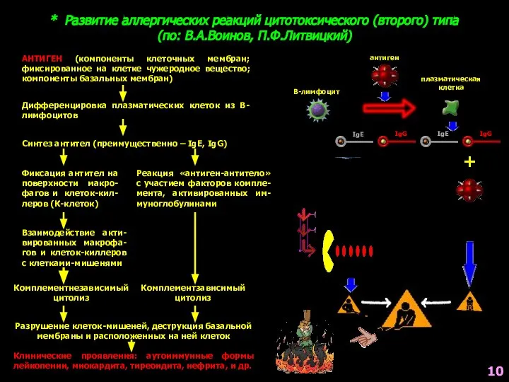 * Развитие аллергических реакций цитотоксического (второго) типа (по: В.А.Воинов, П.Ф.Литвицкий) АНТИГЕН