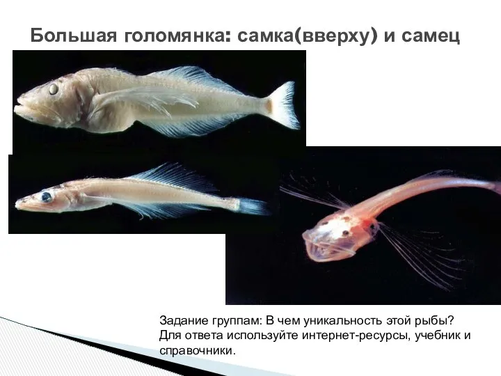 Большая голомянка: самка(вверху) и самец Задание группам: В чем уникальность этой