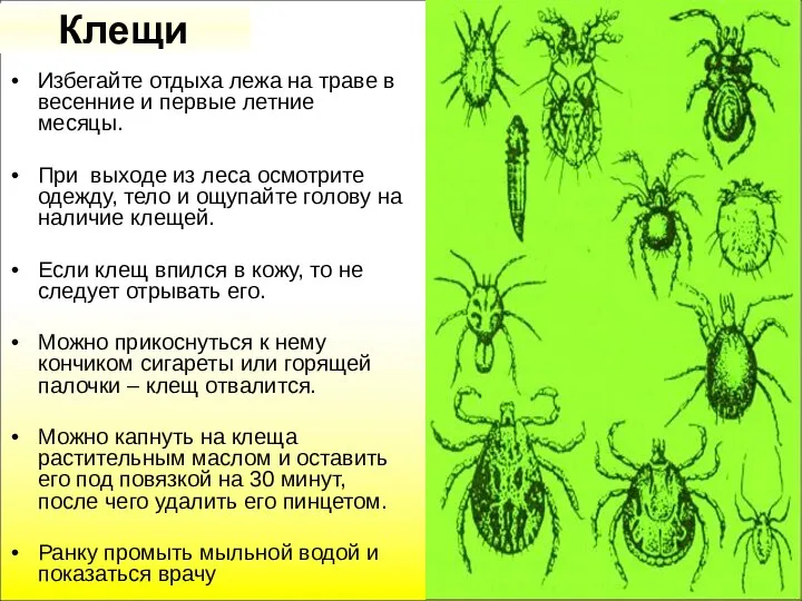 Клещи Избегайте отдыха лежа на траве в весенние и первые летние