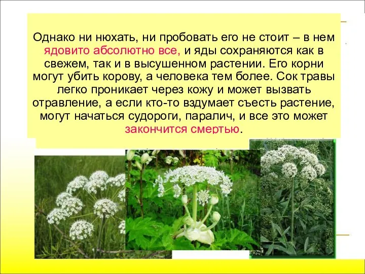 Однако ни нюхать, ни пробовать его не стоит – в нем