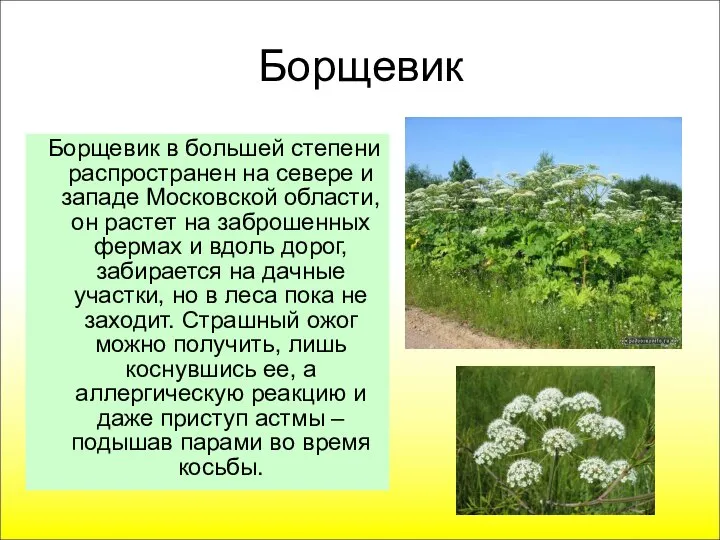 Борщевик Борщевик в большей степени распространен на севере и западе Московской