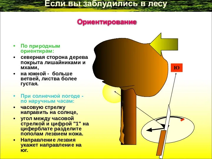Если вы заблудились в лесу По природным ориентирам: северная сторона дерева