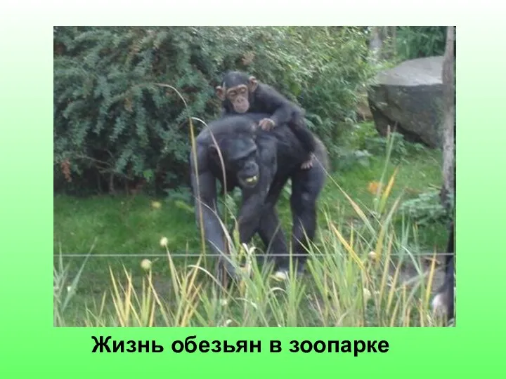 Жизнь обезьян в зоопарке