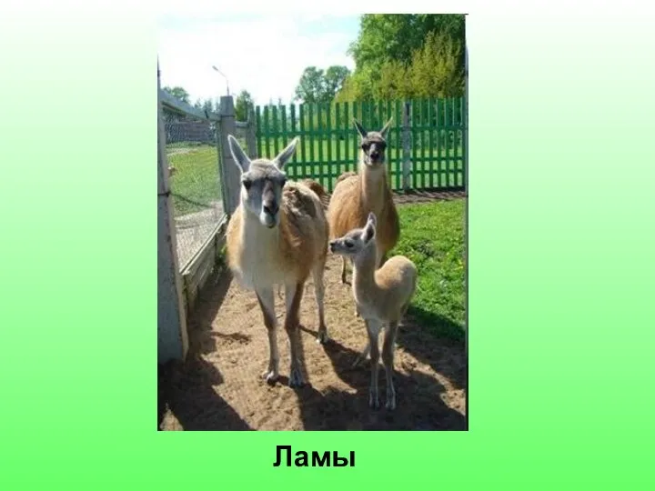 Ламы