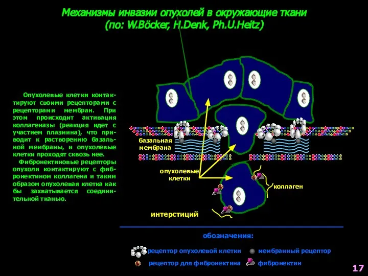 Механизмы инвазии опухолей в окружающие ткани (по: W.Böcker, H.Denk, Ph.U.Heitz) Опухолевые