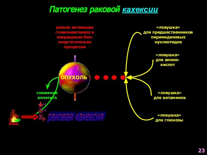 Патогенез раковой кахексии ОПУХОЛЬ боль снижение аппетита «ловушка» для предшественников пиримидиновых