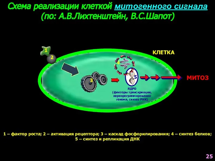 Схема реализации клеткой митогенного сигнала (по: А.В.Лихтенштейн, В.С.Шапот) ЯДРО (факторы транскрипции,