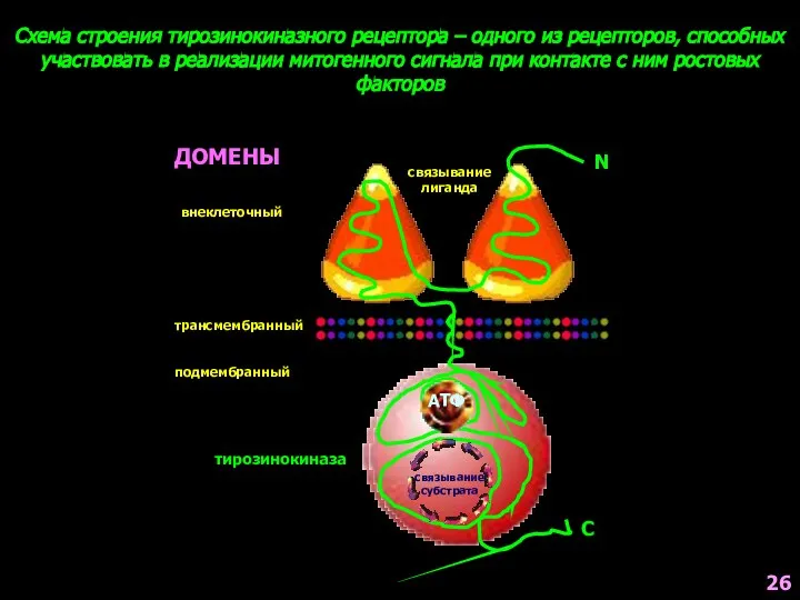 Схема строения тирозинокиназного рецептора – одного из рецепторов, способных участвовать в