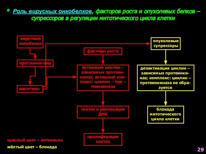 * Роль вирусных онкобелков, факторов роста и опухолевых белков – супрессоров