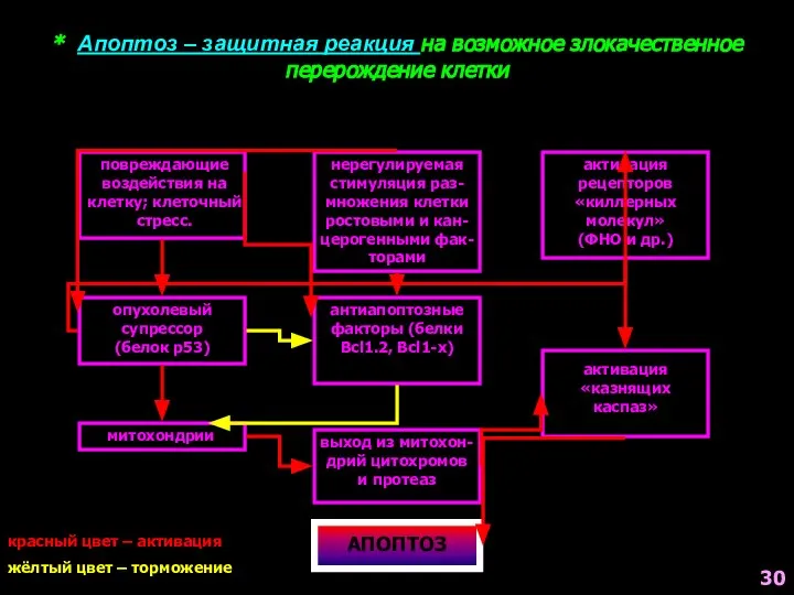 * Апоптоз – защитная реакция на возможное злокачественное перерождение клетки красный