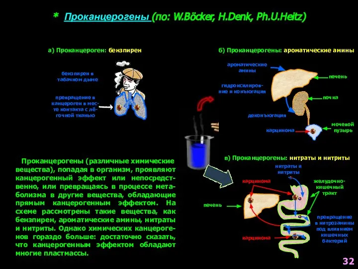 * Проканцерогены (по: W.Böcker, H.Denk, Ph.U.Heitz) Проканцерогены (различные химические вещества), попадая