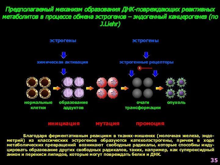 Предполагаемый механизм образования ДНК-повреждающих реактивных метаболитов в процессе обмена эстрогенов –