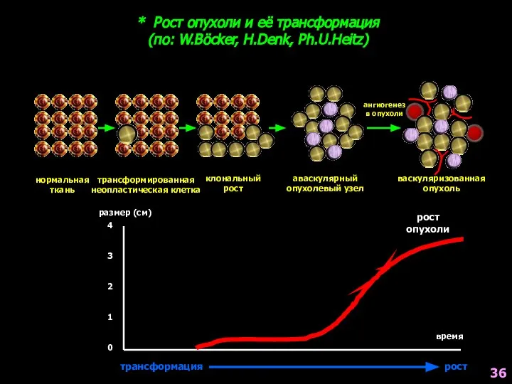нормальная ткань трансформированная неопластическая клетка клональный рост аваскулярный опухолевый узел ангиогенез