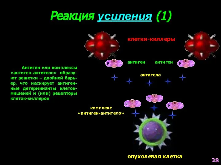 Реакция усиления (1) Антиген или комплексы «антиген-антитело» образу-ют решетки – двойной