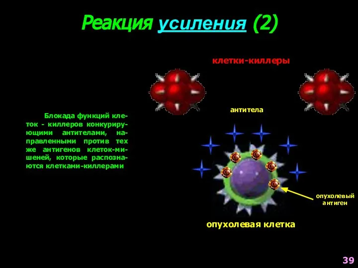 Реакция усиления (2) клетки-киллеры опухолевая клетка антитела Блокада функций кле-ток -