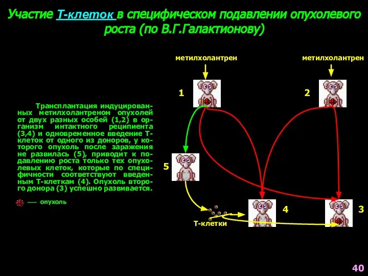 Участие Т-клеток в специфическом подавлении опухолевого роста (по В.Г.Галактионову) Трансплантация индуцирован-ных