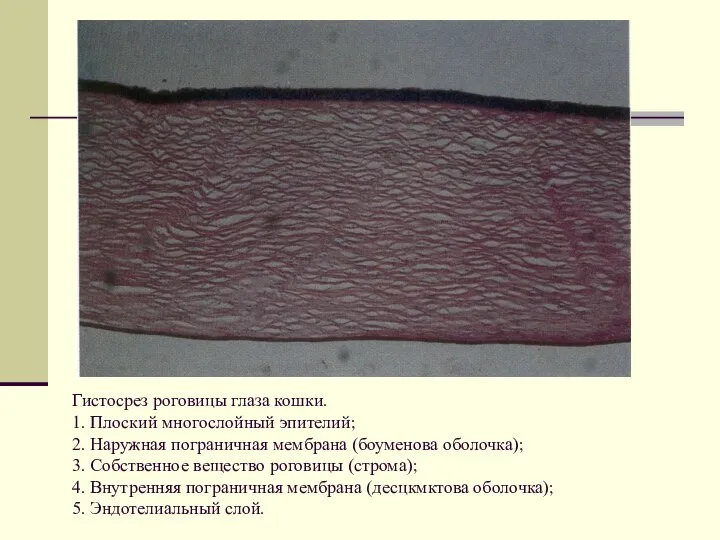 Гистосрез роговицы глаза кошки. 1. Плоский многослойный эпителий; 2. Наружная пограничная