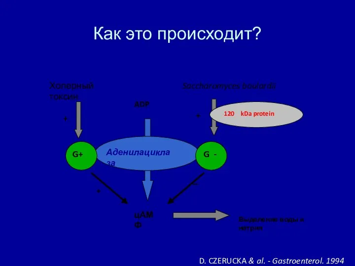 D. CZERUCKA & al. - Gastroenterol. 1994 Как это происходит?