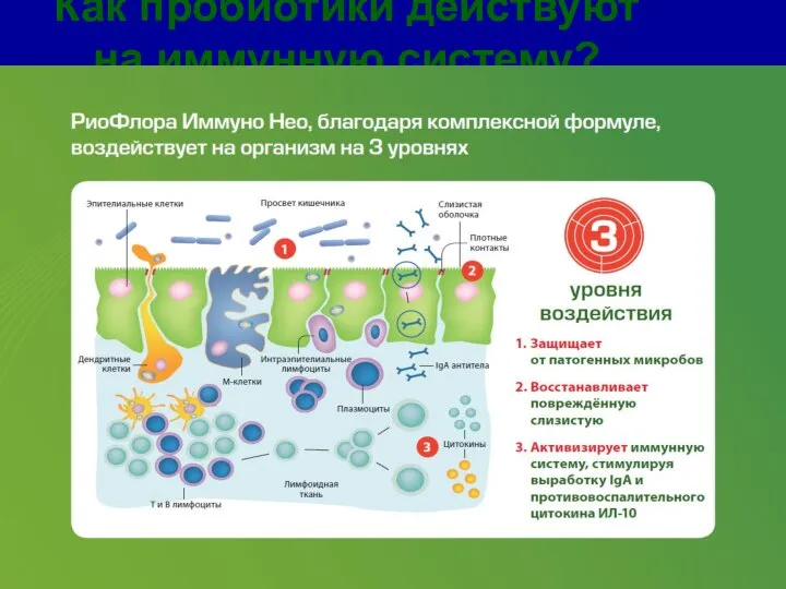 Как пробиотики действуют на иммунную систему?