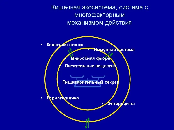 Кишечная экосистема, система с многофакторным механизмом действия Кишечная стенка Иммунная система