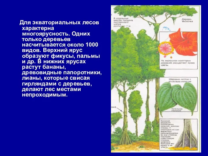 Для экваториальных лесов характерна многоярусность. Одних только деревьев насчитывается около 1000