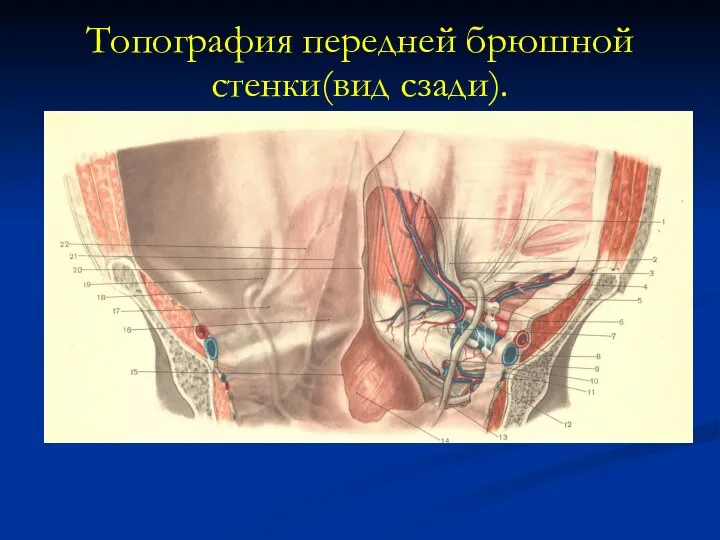 Топография передней брюшной стенки(вид сзади).