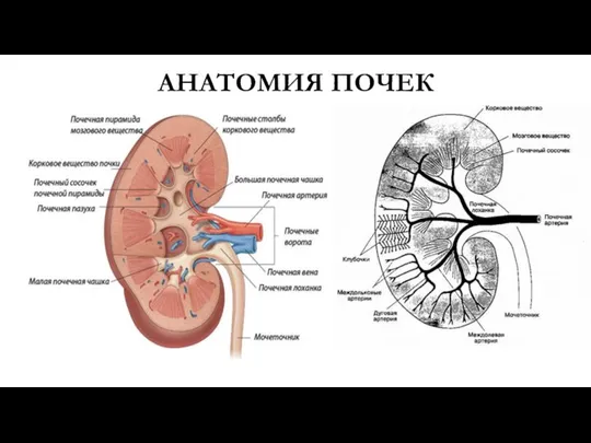 АНАТОМИЯ ПОЧЕК