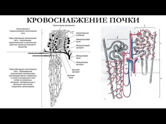 КРОВОСНАБЖЕНИЕ ПОЧКИ