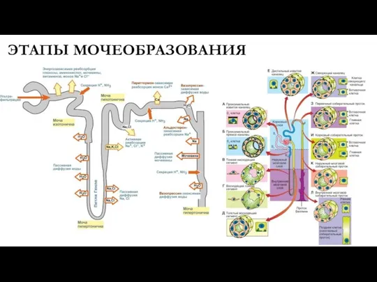 ЭТАПЫ МОЧЕОБРАЗОВАНИЯ