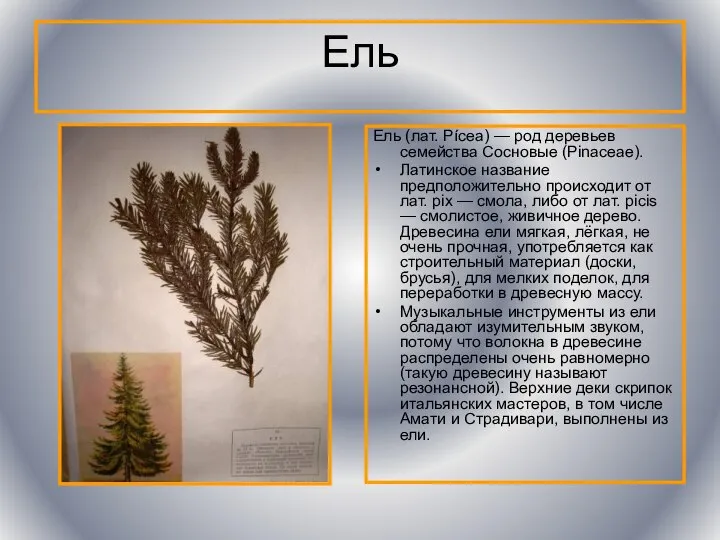 Ель Ель (лат. Pícea) — род деревьев семейства Сосновые (Pinaceae). Латинское