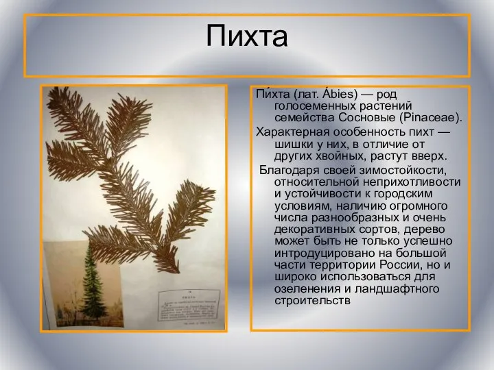 Пихта Пи́хта (лат. Ábies) — род голосеменных растений семейства Сосновые (Pinaceae).