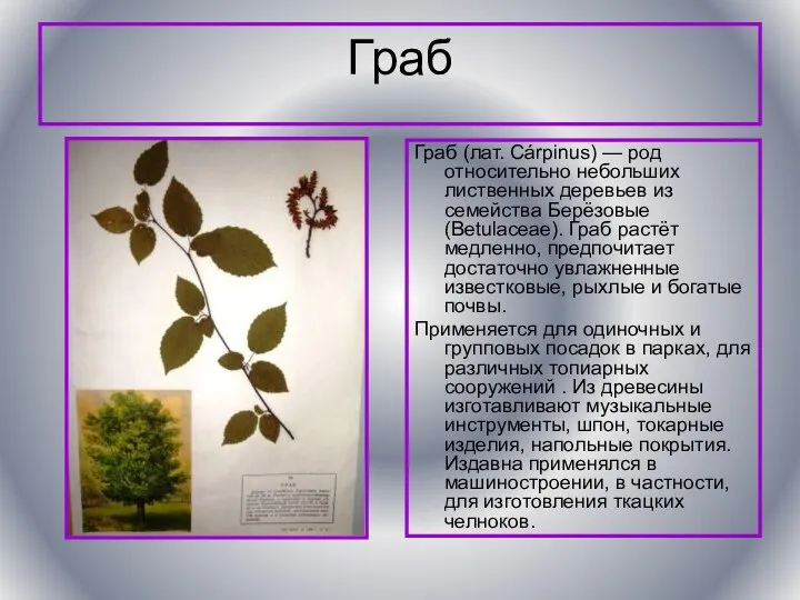 Граб Граб (лат. Cárpinus) — род относительно небольших лиственных деревьев из