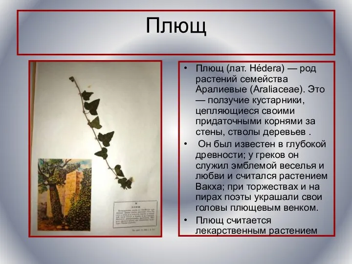 Плющ Плющ (лат. Hédera) — род растений семейства Аралиевые (Araliaceae). Это