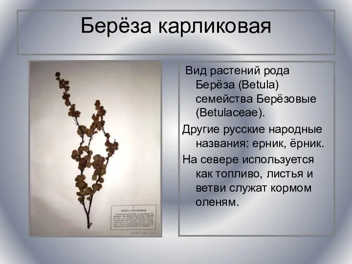 Берёза карликовая Вид растений рода Берёза (Betula) семейства Берёзовые (Betulaceae). Другие