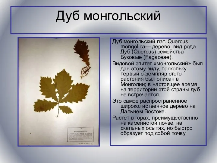 Дуб монгольский Дуб монго́льский лат. Quercus mongolica— дерево; вид рода Дуб