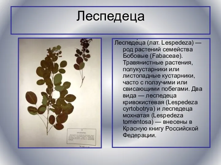 Леспедеца Леспеде́ца (лат. Lespedeza) — род растений семейства Бобовые (Fabaceae). Травянистные