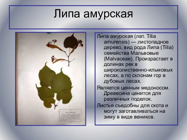 Липа амурская Ли́па аму́рская (лат. Tilia amurensis) — листопадное дерево, вид