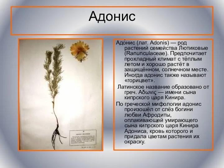 Адонис Адо́нис (лат. Adonis) — род растений семейства Лютиковые (Ranunculaceae). Предпочитает