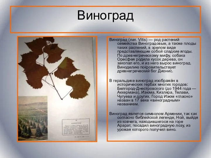 Виноград Виногра́д (лат. Vítis) — род растений семейства Виноградовые, а также