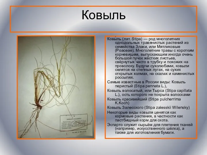 Ковыль Ковы́ль (лат. Stipa) — род многолетних однодольных травянистых растений из