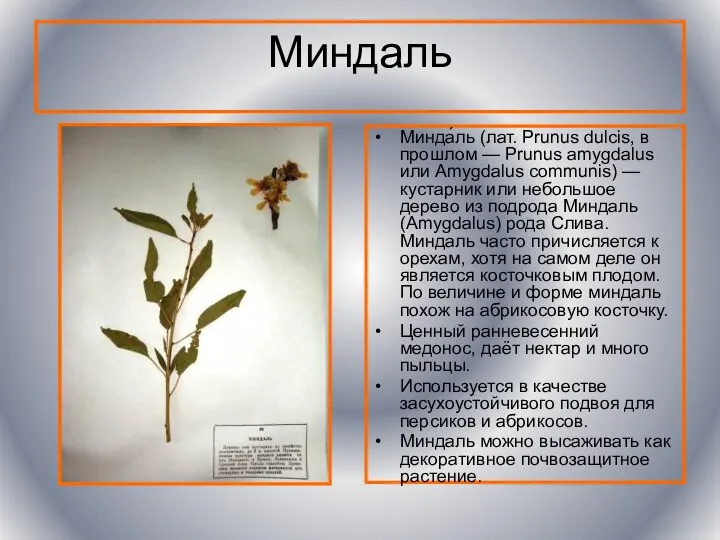 Миндаль Минда́ль (лат. Prunus dulcis, в прошлом — Prunus amygdalus или