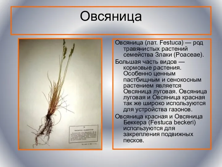 Овсяница Овсяница (лат. Festuca) — род травянистых растений семейства Злаки (Poaceae).